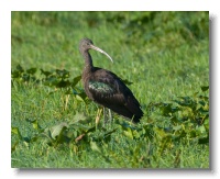 Glossy Ibis_ANL_3876